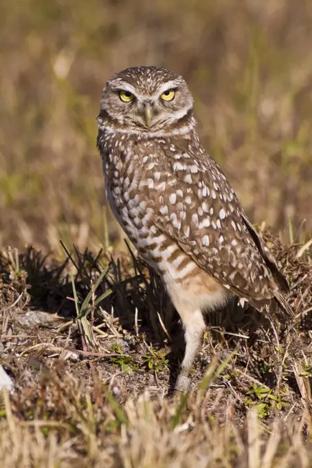 Burrowing owl (Athene cunicularia), Cape Coral, Florida, USA