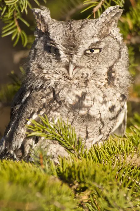 Close-up of an Eastern Screech owl (Megascops asio)