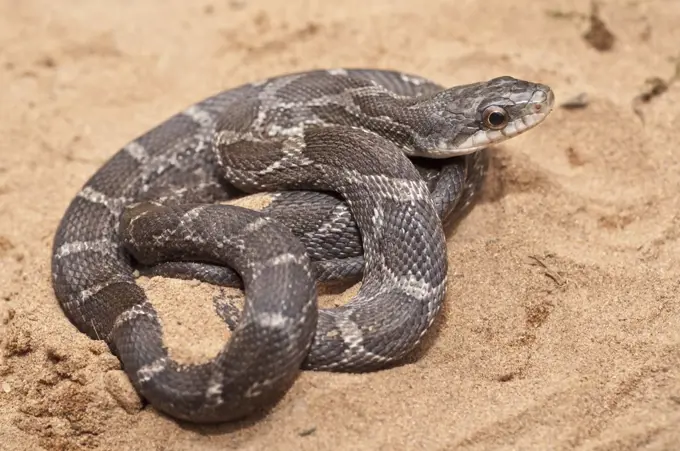 Close-up of a Texas Rat snake (Elaphe obsoleta lindheimeri) in desert, USA