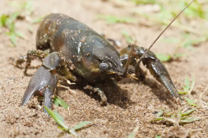 Close-up of a Rusty crayfish (Orconectes rusticus), Kettle River, Sandstone, Minnesota, USA