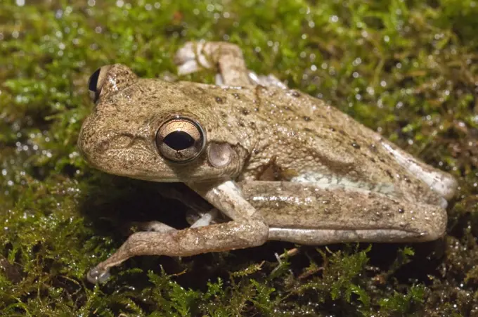 Close-up of a Cuban Tree frog (Osteophilus septentrionalis), Cayman Islands