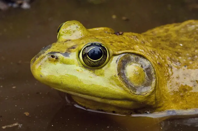 Bullfrog (Rana catesbeiana) in a pond, Canada