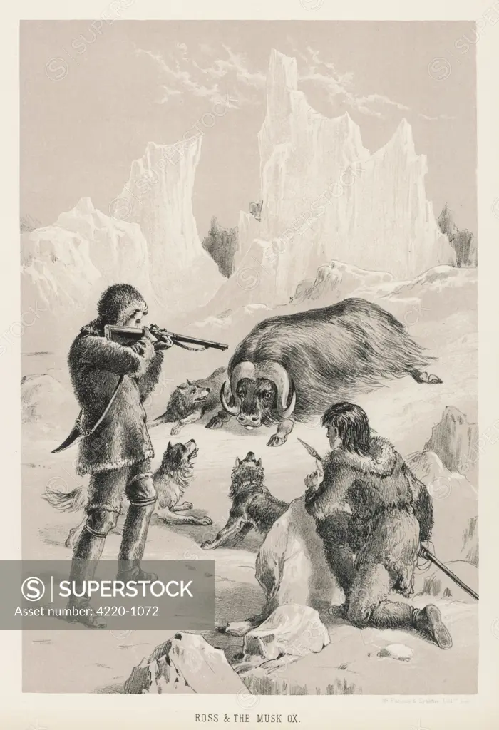 James Clark Ross, serving with  his uncle, kills a musk ox.