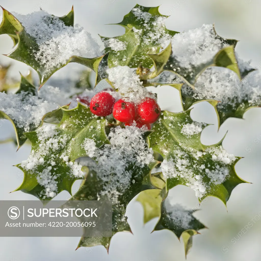 Holly &#x420;with frosted berries 