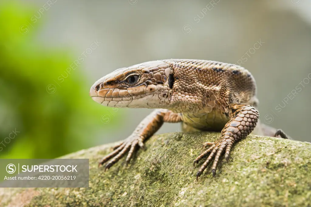 Common Lizard - front view (Lacerta vivipara). UK.