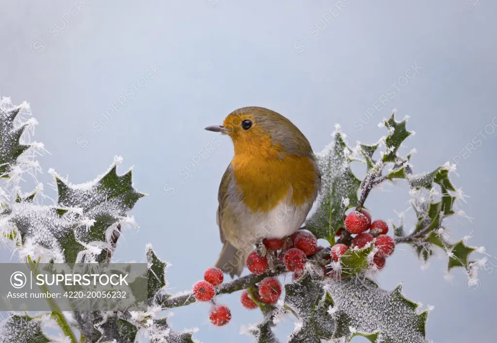 Robin - on frosted holly (Erithacus rubecula). Bedfordshire UK.