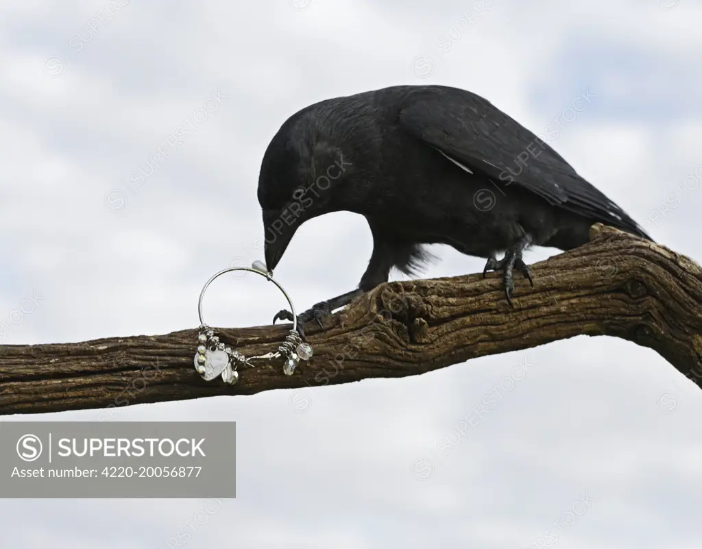 jackdaw - stealing jewellery (Corvus monedula). Bedfordshire uk.