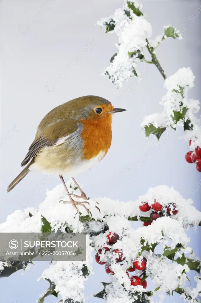 Robin - on snow covered holly (Erithacus rubecula). Bedfordshire - UK.