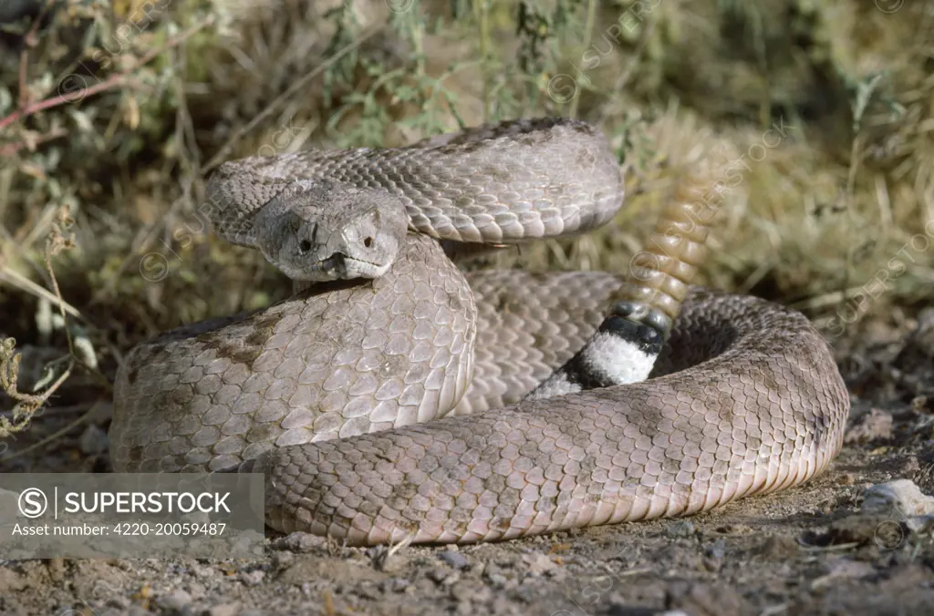 Western Diamondback Rattlesnake (Crotalus atrox). USA.