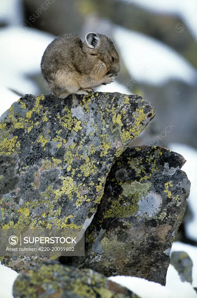 PIKA / Cony - huddled on rock (Ochotona princeps). Near Timberline, Colorado, USA. Related to rabbits.