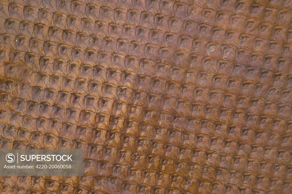 Fossil - Tree Bark (Lepidodendron sp.). Pella, Iowa, Pennsylvanian, USA. Specimen courtesy Howard R Shanks.