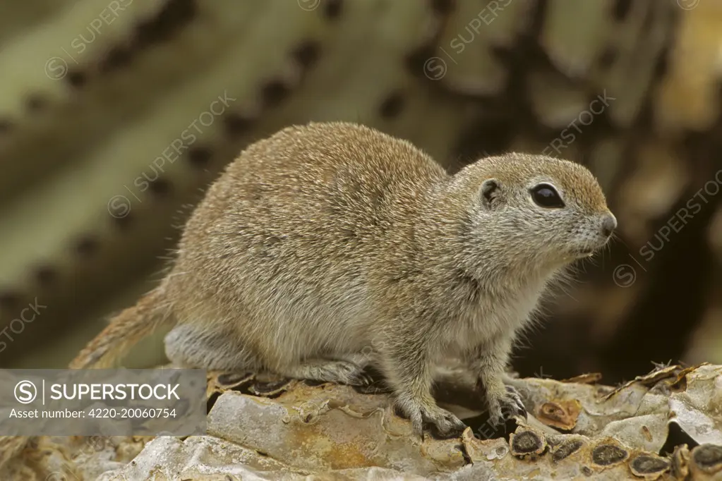 Roundtail Ground Squirrel (Citellus tereticaudus). Arizona, USA.