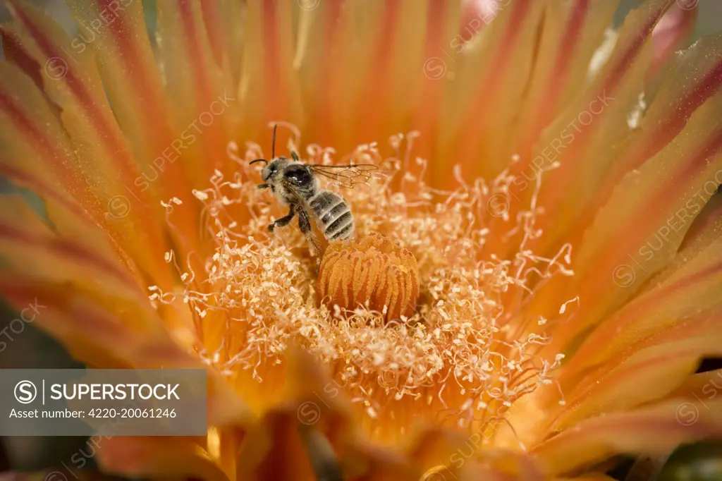 Native Bee - on fishhook barrel cactus blossum (Ferocactus wislizeni). Sonoran Desert, Arizona, USA. Likely leafcutter bee (Family Megachilidae). Taking nectar from fishhook barrel cactus blossum. Carries pollen to other blossoms thereby pollinatiing them.