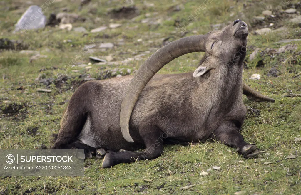 Alpine Ibex - male (Capa ibex). Switzerland. Confined to high mountains of the Alps (2000-3500 m). Both sexes have horns although females are much smaller. Grazes on grasses and herbs of alpine and in forests browses on trees.