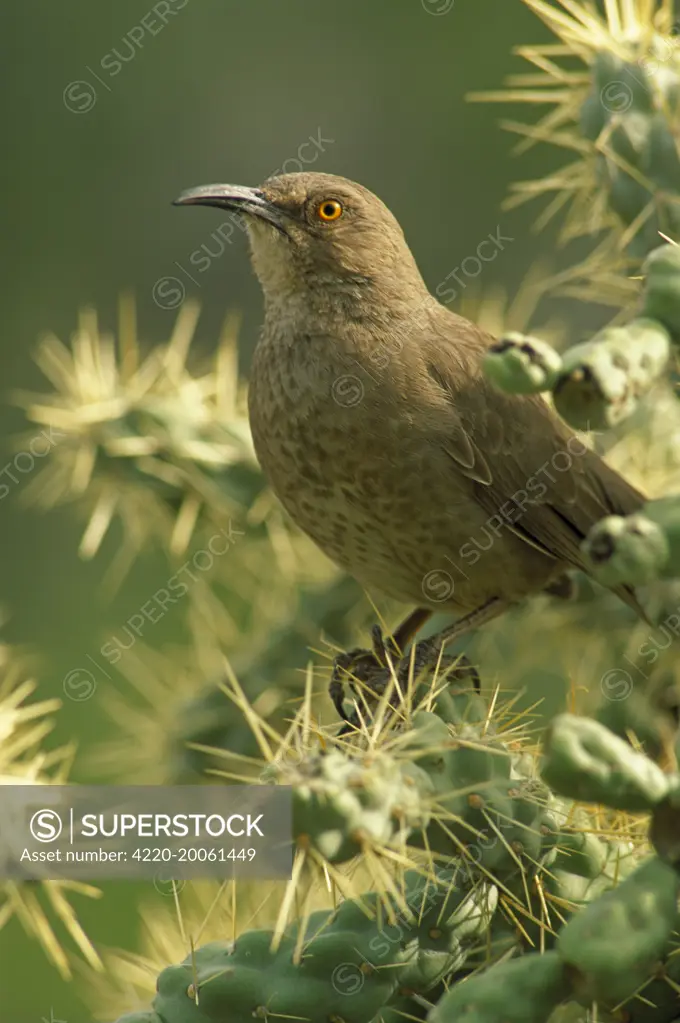 Curved-bill Thrasher (Toxostoma curvirostre). Arizona, USA. The most  common desert thrasher. Resident southwest U.S   to southern Mexico. Excellent songster. Eats insescts and fruits.