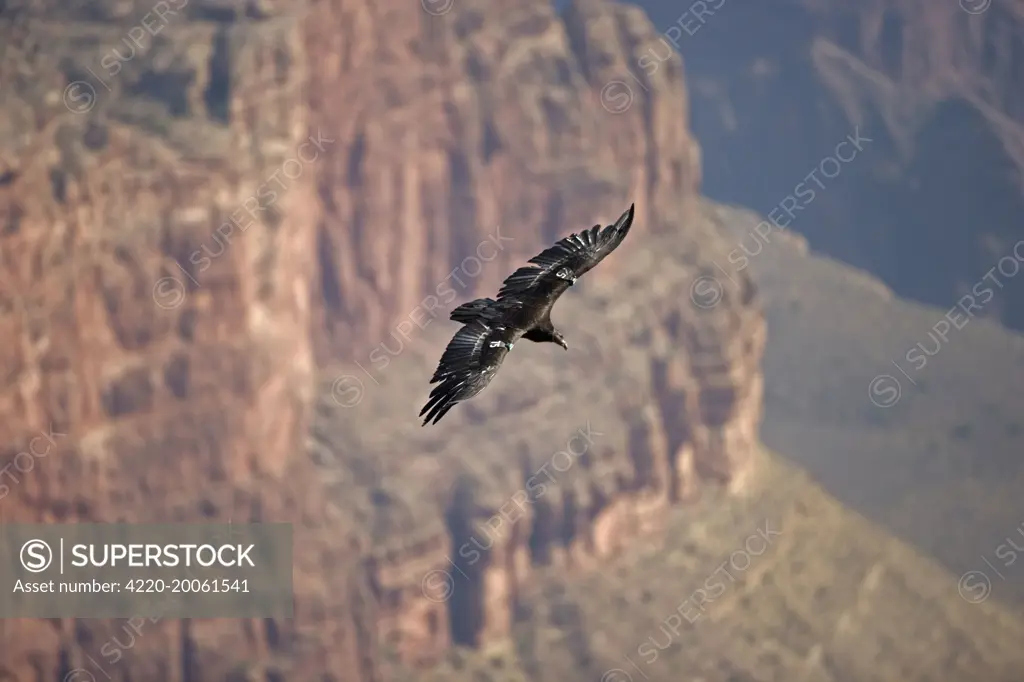 California Condor - in flight over canyon (Gymnogyps californianus). Grand Canyon National Park, Arizona, USA. Endangered species, first reintroduced to Arizona in 1996. Now breeding in the wild in the Grand Canyon, Vermillion cliffs area.