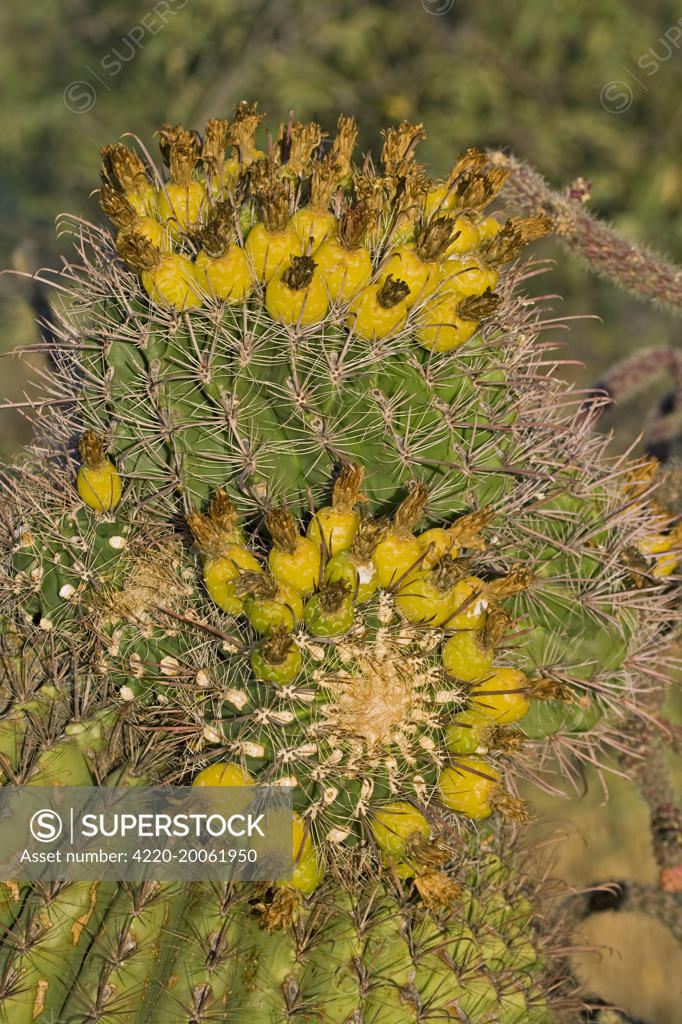Fishhook Barrel Cactus - Unusual growth form (Ferocactus wislizeni).  Sonoran Desert - Arizona - USA. - SuperStock