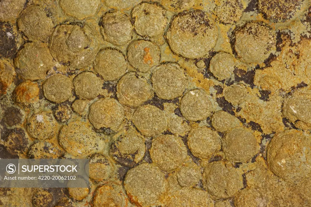 Fossil Jellyfish - Nemiana simplex. Ukraine -  Vendian Age (Ediacaran) - White Sea Formation - Mogilov Ukraine.