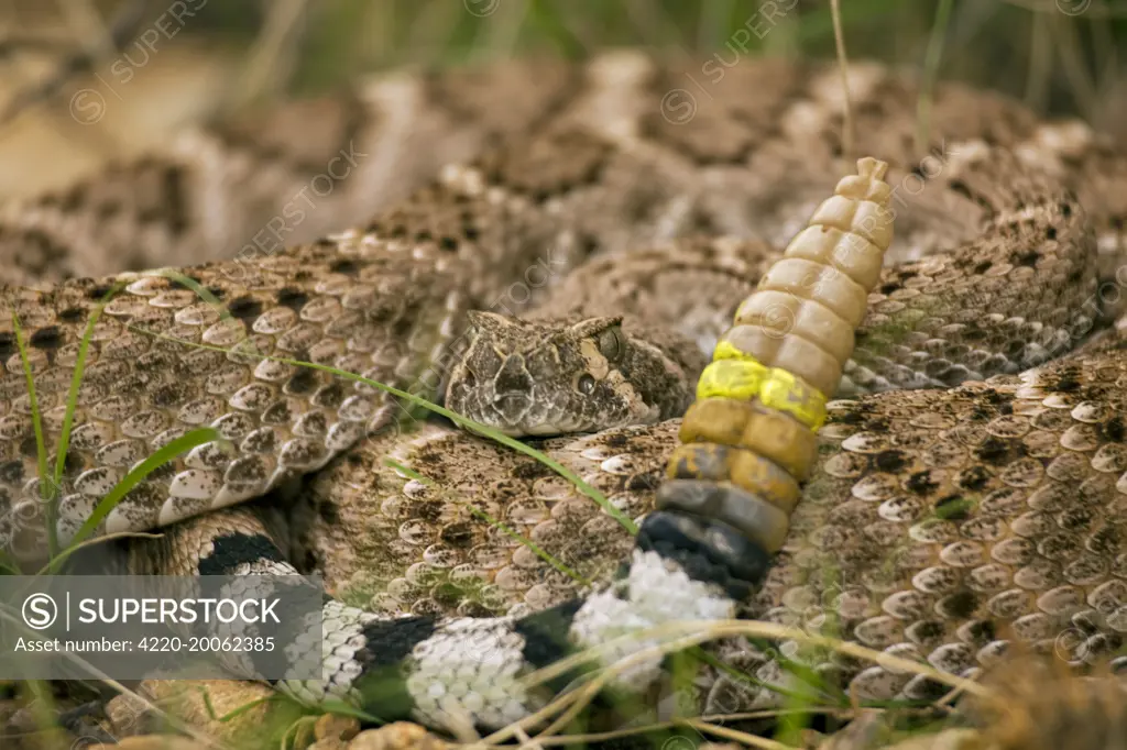 Western Diamondback Rattlesnake - Curled up showing rattle painted by biologist (Crotalus atrox). Arizona - USA.