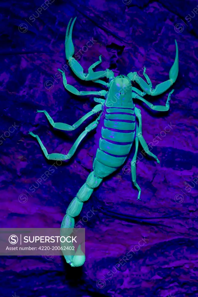 Desert Hairy / Giant Hairy Scorpion (Hadrurus arizonensis). Under UV light - Arizona - USA.