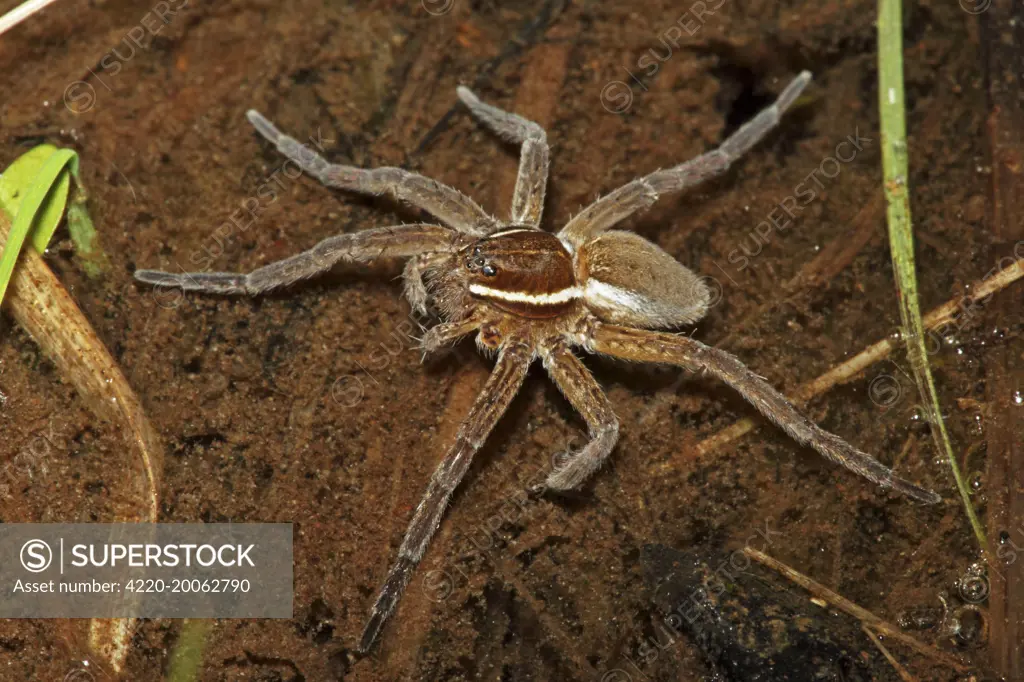 Raft Spider (Dolomedes spp). New York - USA.