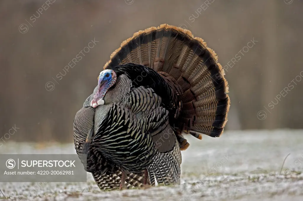 Wild Turkey - Male in display - In early Spring  (Meleagris gallopavo). New York, USA.