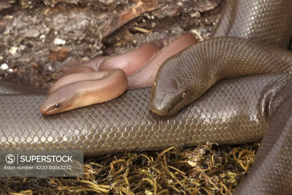 CCGP — Charina bottae (Northern Rubber Boa)