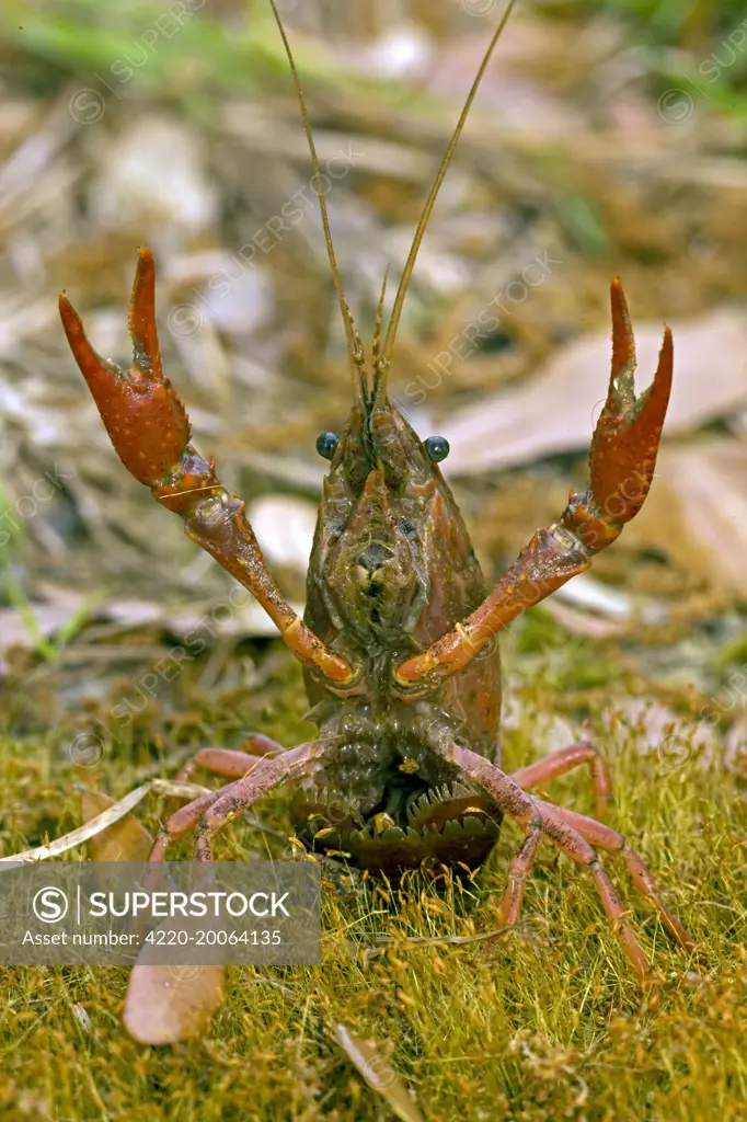 Red Swamp Crawfish (Crayfish) - defensive display (Procambarus clarkii). Louisiana.