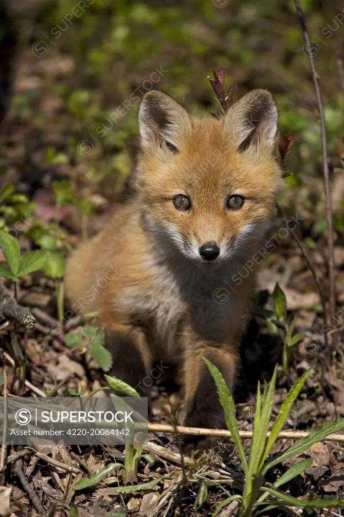 Red Fox  (Vulpes vulpes). omnivore - New York - USA.