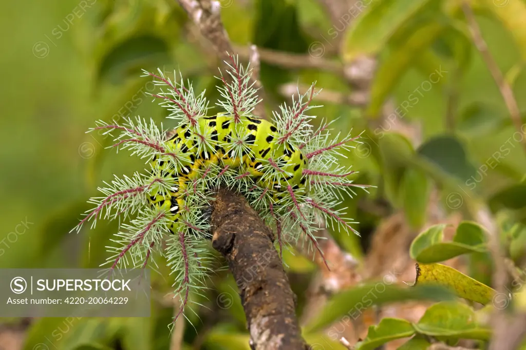 Saturiid moth caterpillar  - defensive display - with urticating(stinging) hairs (Automeris metzli). Tropical dry forest - Santa Rosa national park - Costa Rica.