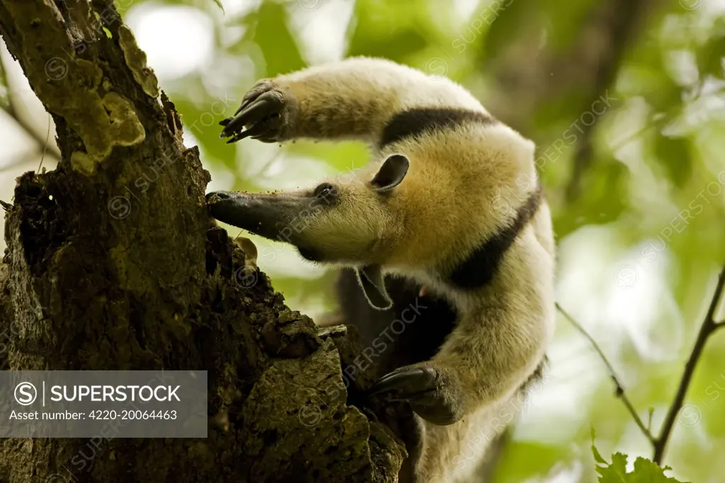 Northern Tamandua - feeding in tree (Tamandua mexicana). Costa Rica.