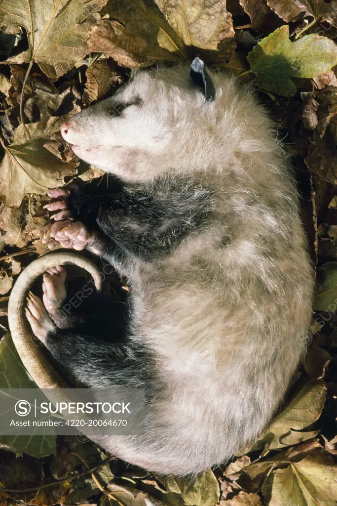 Opossum - feigning death, defensive posture. 