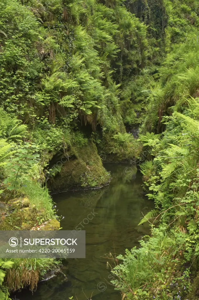 River Lyd - Lydford Gorge. Dartmoor National Park, Devon, UK.