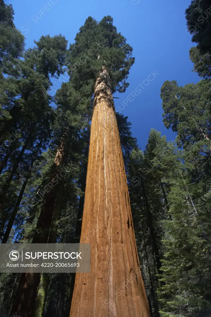 Giant Sequoia / Wellingtonia / Sierra Redwood tree (Sequoiadendron giganteum). Sequoia National Park, California, USA.