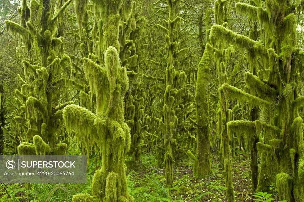 Moss Covered old growth forest. Tillamook area, Oregon, USA.