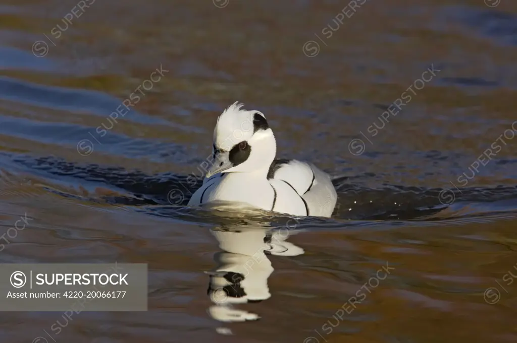 Smew (Mergellus albellus). WWT Martin Mere, Lancashire, UK.