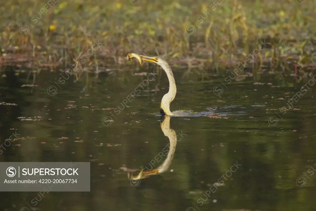 Indian Darter / Snakebird / Anhinga - Catching fish (Anhinga melanogaster). Keoladeo Ghana National Park - Bharatpur - Rajasthan - India.