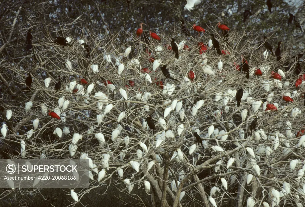 Mixed Egret, Ibis and Cormorant Roost. Llanos, Venezuela.