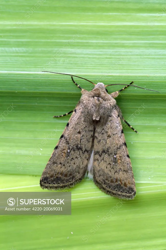 The Pale Mottled Willow Moth (Caradrina clavipalpis). Essex, UK.