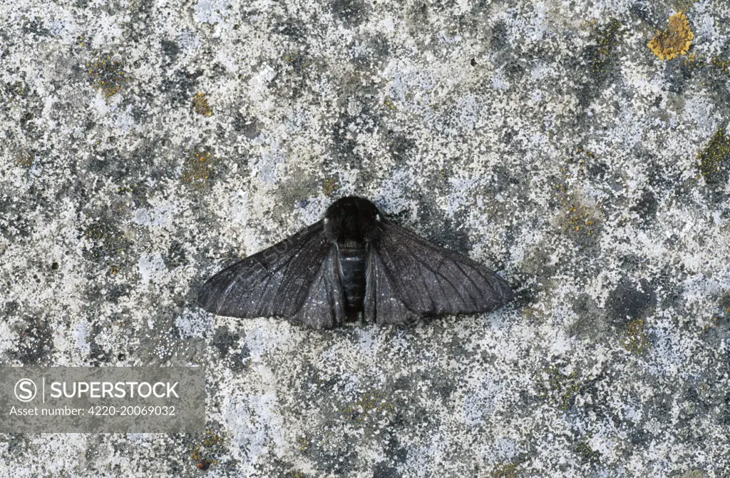 Peppered Moth - melanic form / dark phase. (Biston betularia). Essex, UK. The peppered moth has 2 colour forms, a normal light colour &amp; a darker melanistic form.  The dark form is an interesting example of industrial melanism.  Over a period of time in the industrial areas, where vegetation is affected, the darker individuals have been more successful in avoiding predators. So the melanistic gene has had a survival advantage and now predominates in many industrial regions in the UK, Europe &