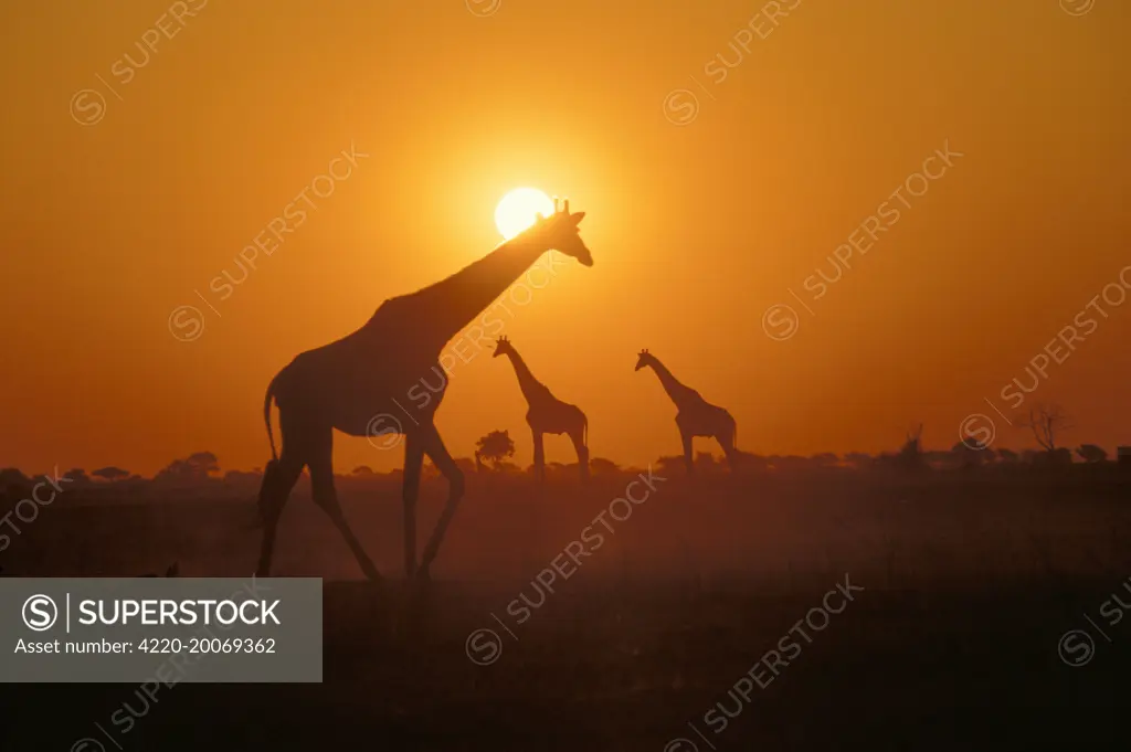 GIRAFFES - At sunset (Giraffa camelopardalis). Botswana, Africa.