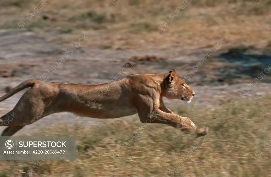 Lion - Lioness running (Panthera leo). Moremi, Botswana, Africa.