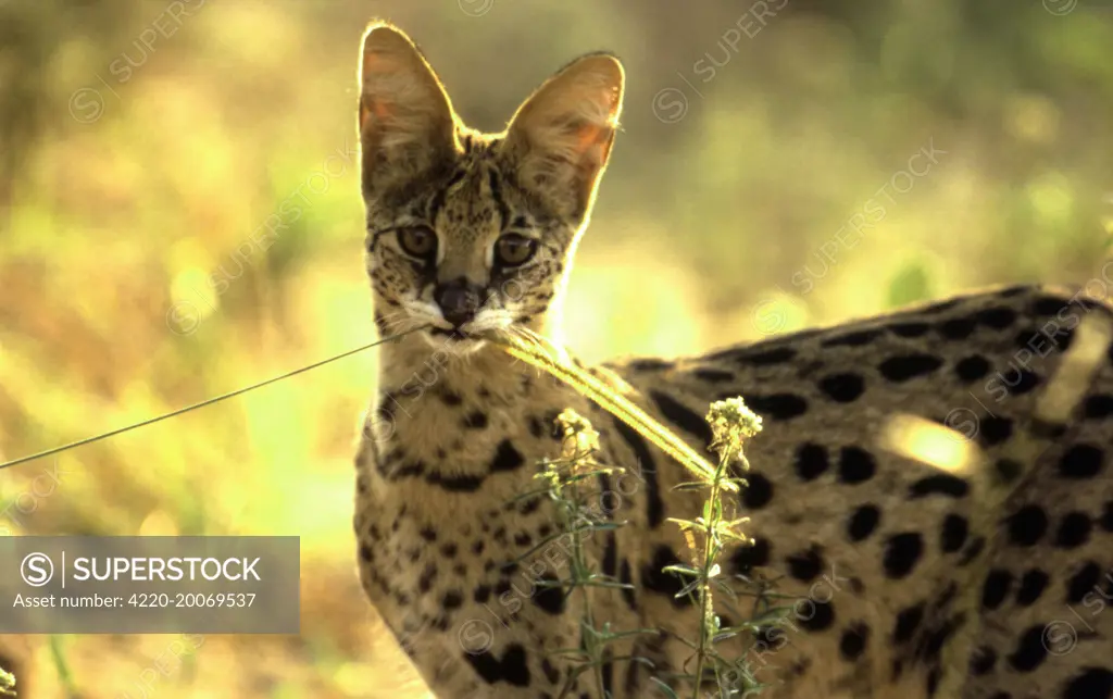 SERVAL - Biting on 'Bushman' / Blackseed / Feather finger grass (Chloris virgata) (Felis serval ). Moremi, Botswana.