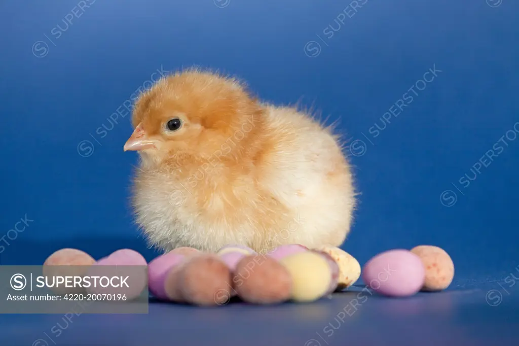 Chick with chocolate eggs 