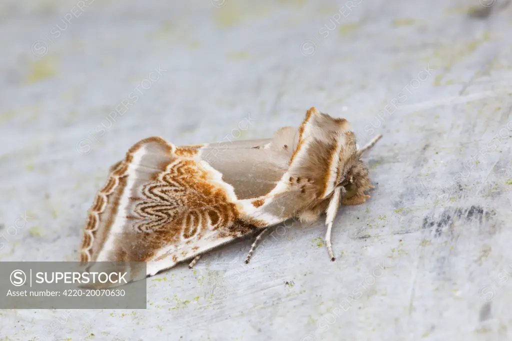 Buff Arches Moth (Habrosyne pyritoides). Cornwall - UK.
