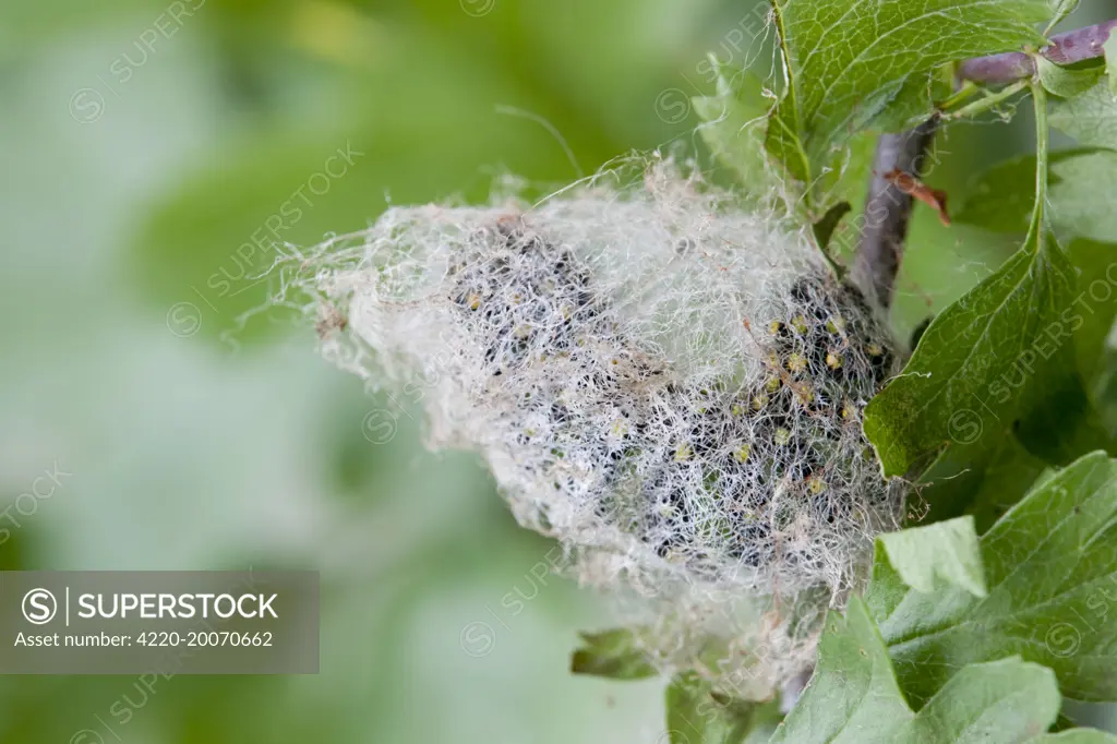 Emperor Moth - larva on hawthorn - spinning a cocoon (Saturnia pavonia)