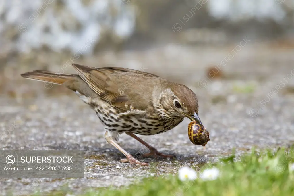 Song Thrush - with snail in beak (Turdus philomelos)