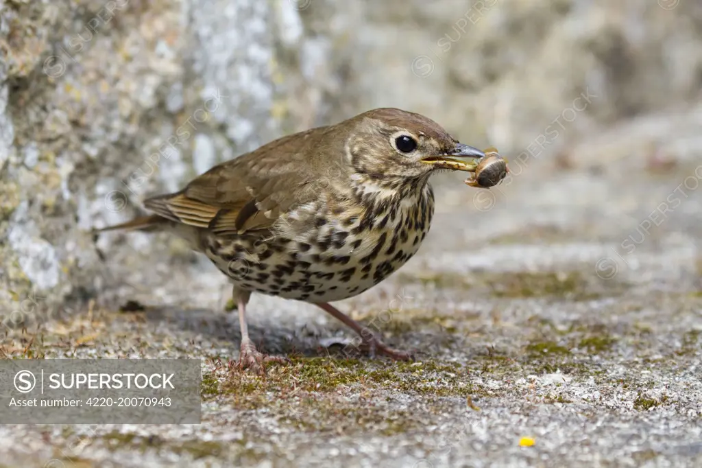 Song Thrush - with snail in beak (Turdus philomelos)