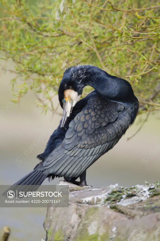 Cormorant - preening  (Phalacrocorax carbo). Cornwall, UK.