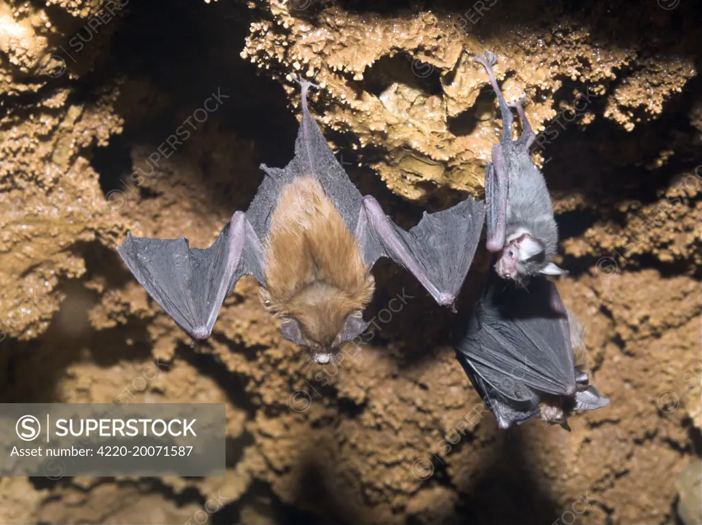 Bumblebee Bats / Kitti's Hog Nosed bats - From left: Female, baby, female with baby (Craseonycteris thonglongyai). Myanmar - Burma.